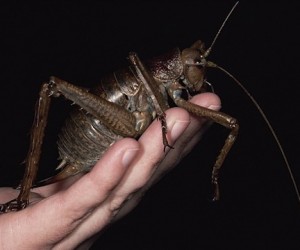 If I ever saw one of these, screams would be heard the world over!