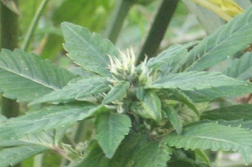 Marijuana grows in every state in America including Alaska.