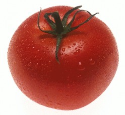 How to Grow Organic Tomatoes Successfully