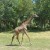 Giraffe at The Wilds in Cumberland, Ohio