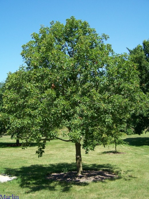 Buckeye Tree