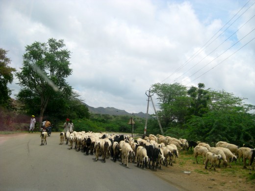 Sheep we encountered on the road and had to wait for them to pass