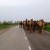 Wow hundreds of camels were coming our way!