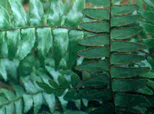 Adiantum latifolium, a fern species found in Udawattakele.