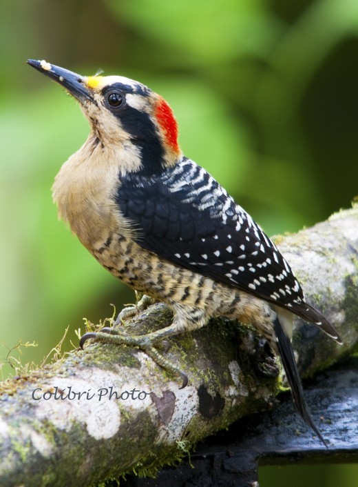 Female Black-Cheeked Woodpecker (Melanerpes pucherani)