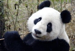Quality Articles Fall Victim to Google Panda and Anti-Duplication Hysteria