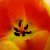 Closeup photo of tulip