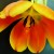 Closeup photo of tulip