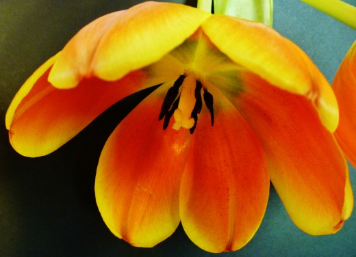 Closeup photo of tulip