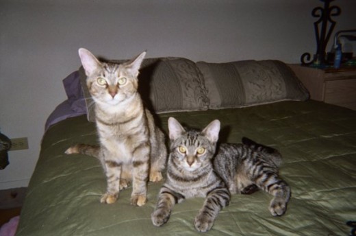 Ramona (left),  Bailey (right)