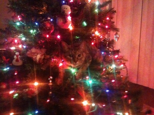 "My tree!' -Ramona