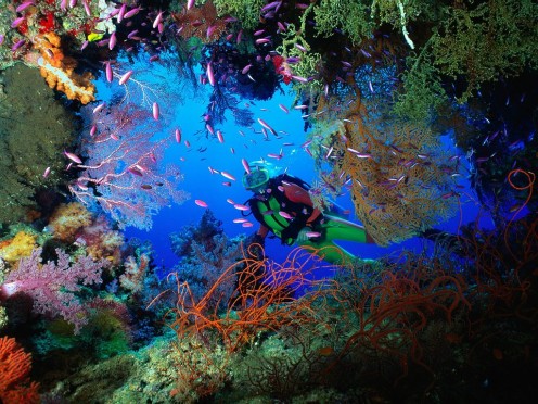 The majesty and beauty of the underwater world, particularly coral reefs which are abundant with marine life, such as this one in the Caribbean. 