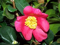 The Camellia - A Beautiful Flower