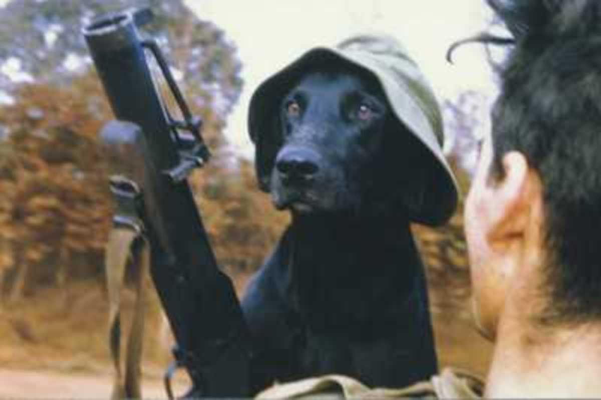 Nam's Dog Soldiers