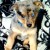 Catahoula puppy Catahoula puppy