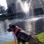 Working Catahoula Working Catahoula