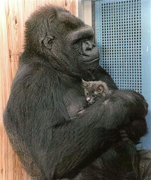 Koko giving love to her feline friend.