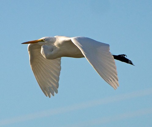 Great White Egret in flight.