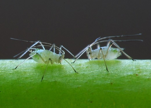 Two aphids up close.
