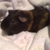 dagsil profile image