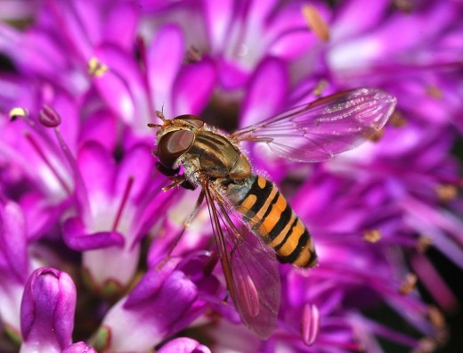 An adult hoverfly.