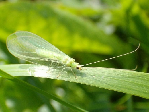 An adult green lacewing.