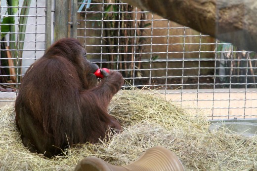 Orangutans and Apes Exhibit at Smithsonian National Zoo - Washington, D.C.