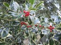 Greening your home at Christmas with holly, ivy, mistletoe and trees