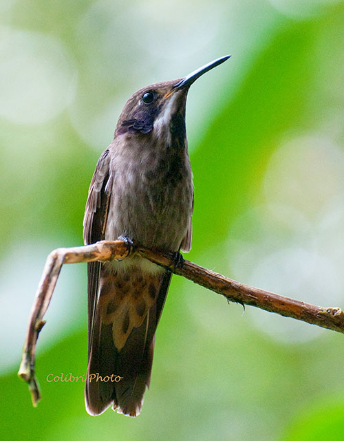 Brown Violetear (Colibri delphinae)