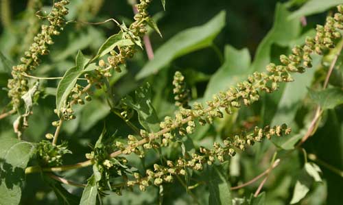 Ragweed pollen can trigger an allergic response from the immune system.