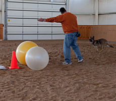 It's a combination of Obedience and Herding. The  dog has to use his nose or shoulder to drive eight balls into a goal.