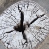 songlines profile image