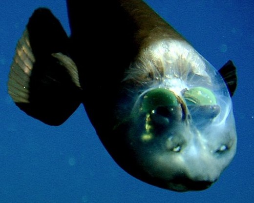 I can see straight through you, Macropinna microstoma.