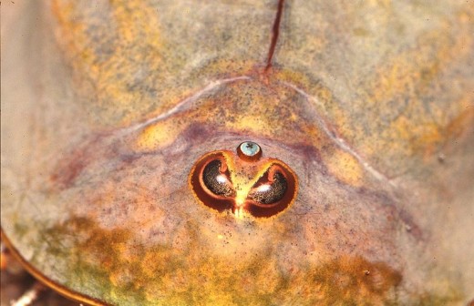 A close-up of the three eyes of a species of tadpole shrimp.