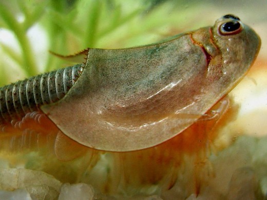 Triops longicaudatus, kind of cute I guess.  What do you think?