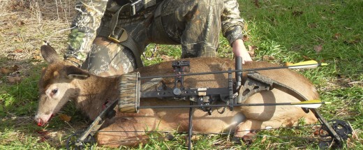 My first doe/deer with the bow!