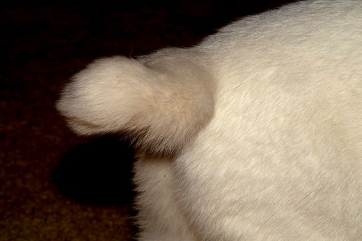 The agile design of a cat gets interrupted when a bobbed tail gets put in place. Cats use their tails like a ships rudder of sorts, helping to manage controlled maneuvering when running, climbing, or falling.