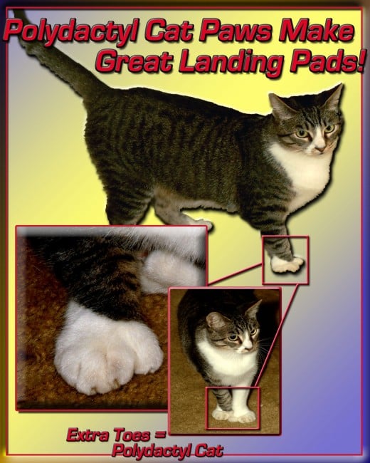 Those extra toes of the polydactyl cat create a larger, more padded landing structure than a regular cat paw.