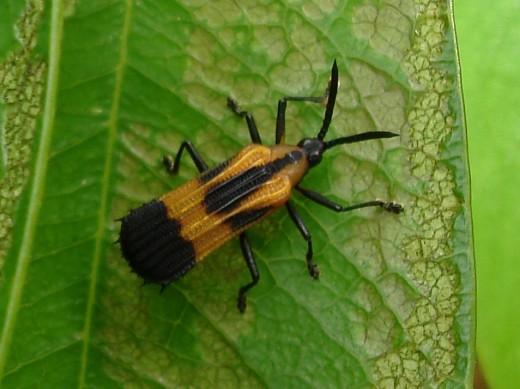 Black and yellow bug.  One of many on a leaf chewing up the tissue on the upper and lower surfaces.  It has a body shape similar to the boxelder bug, but the wing pattern is different.