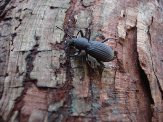 Perhaps a wood boring beetle found on the bark of a tree.