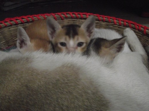 The one in the middle is Cleopatra...This shot is one of my favourite and rare shots of my kittens with their mom "Lade"