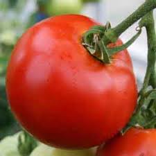 Fresh garden tomato vs. canned tomatoes? 