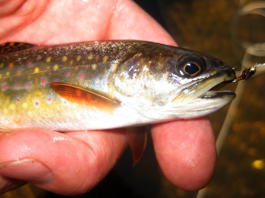 A small brook trout from Glacier Creek in Rocky Mountain National Park, Colorado