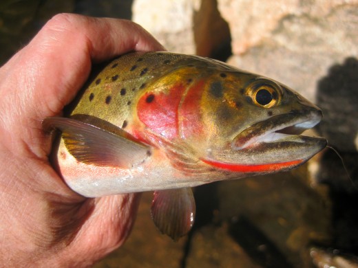 Cutthroat Trout showing characteristic scarlet slash below the jaw