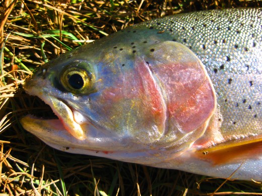 A Cutbow Trout, displaying the paler, less developed slash below the jaw. Cutbows are hybrids of Rainbow and Cutthroat Trout.