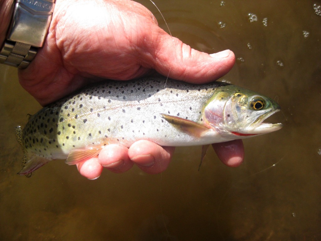 Identifying The Most Commonly Caught Us Trout 