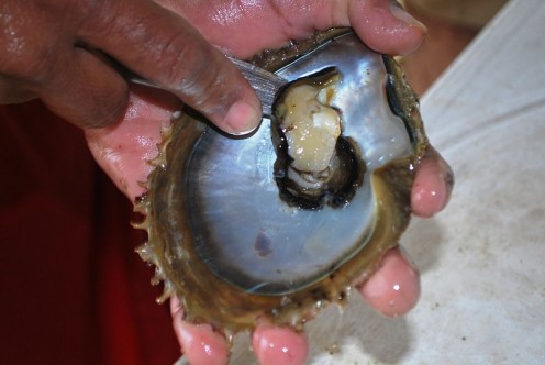 Shucking oyster found at Playa Boquilla, Oaxaca