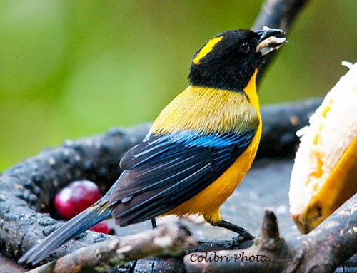 Black-chinned Mountain-Tanager (Anisognathus notabilis)