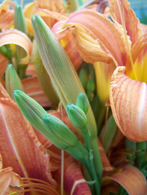 Properly dried, you can store daylily flower buds.