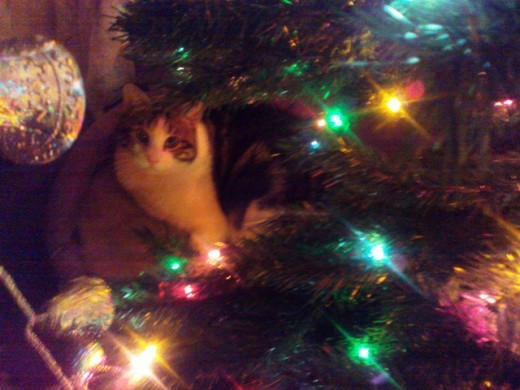 Hunter loves the Christmas tree.